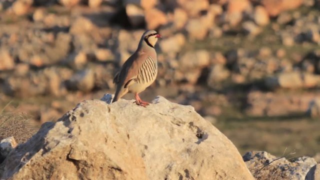 Chukar Stand on a rock