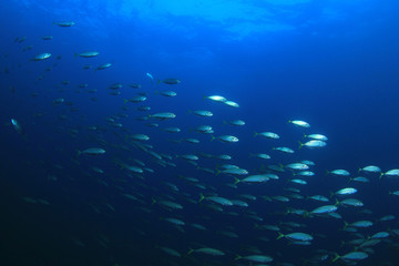 Naklejka na ściany i meble Tuna fish underwater in ocean 
