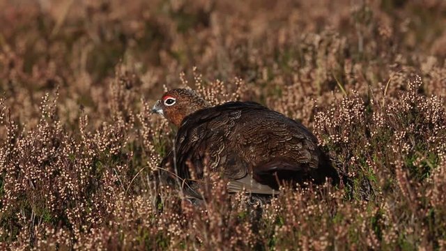 A stunning Red grouse (Lagopus lagopus) preening itself in the heather in the Highlands of Scotland.