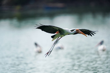 Bird flying 