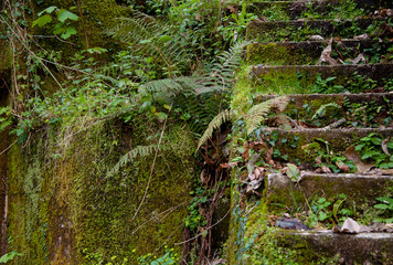 Escaleras forradas de musgo por la humedad del río