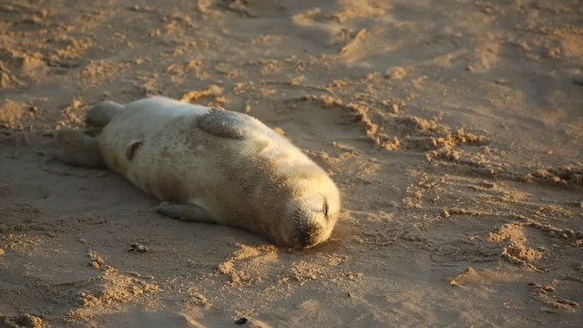 A new born Grey Seal pup (Halichoerus grypus) lying on the beach at sunrise at Horsey, Norfolk, UK.