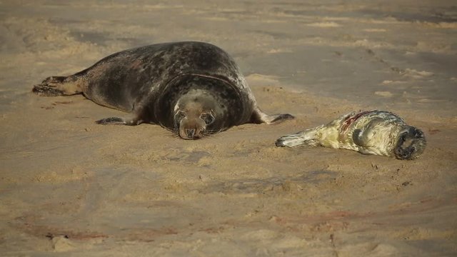 A new born Grey Seal pup (Halichoerus grypus) lying on the beach near its resting mother.