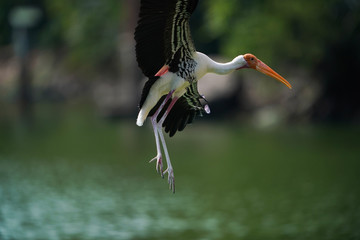 Bird flying 