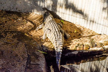 Big nile alligator in the small pool