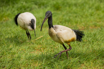 Two african sacred ibises