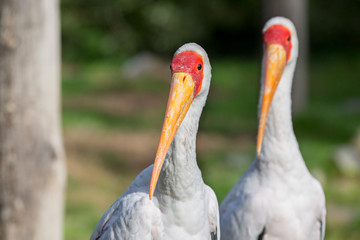 Two yellow-billed storks