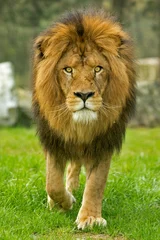 Foto op Plexiglas Mannetjes leeuw die vooruit loopt © renatepeppenster