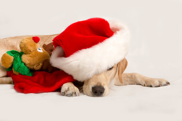 Labrador kijkt onder rand van kerstmuts door