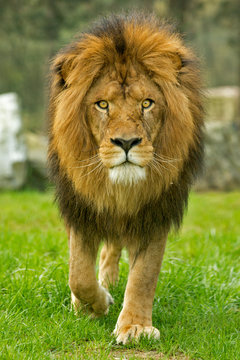 Foto de Male lion walking forward do Stock | Adobe Stock