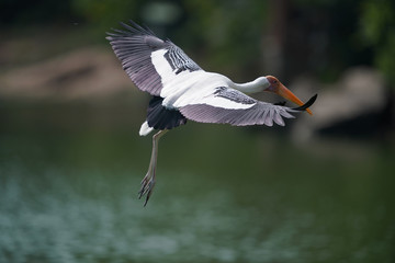 Bird flying 