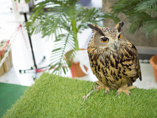 Cute big brown Horned owls wild bird standing alone.