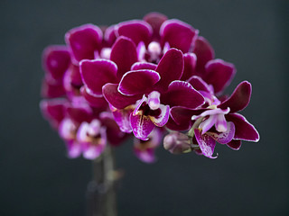 Naklejka na ściany i meble Phalaenopsis Orchid, dark background, copy space