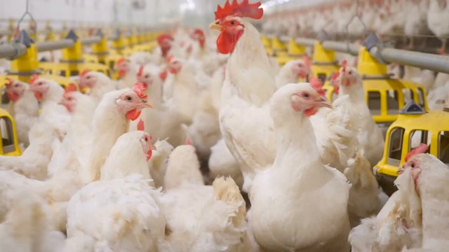 Poultry farm. Lots of chickens in the hangar.