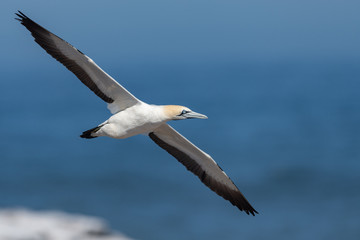 Cape Gannet on the wing