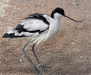Pied avocet. Latin name - Recurvirostra avosetta