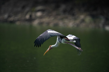 Bird flying 