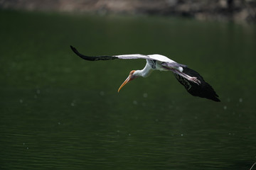 Bird flying 