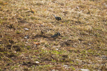 Titmouse, sparrows looking for food in the thawed grass and leaves on the street
