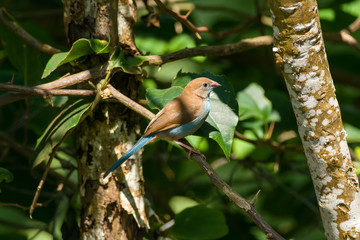 A female Red-cheeked cordon-bleu ( Uraeginthus bengalus ) perched on a branch of a tree, Kenya, East Africa