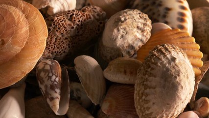 Small shells closeup