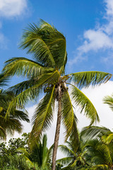 Fototapeta premium Coconut palm tree ( Arecaceae or Cocos nucifera ) in early morning light against a clear blue sky