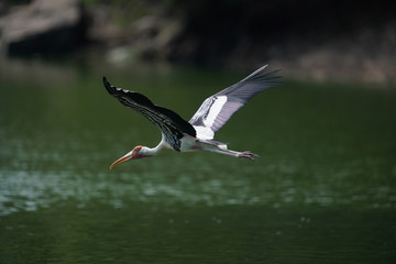 Bird flying 