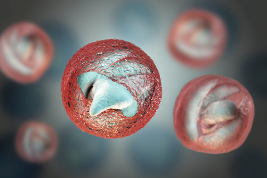 Release of sporozoites from Cryptosporidium parvum oocyst, 3D illustration. Cryptosporidium is a protozoan, microscopic parasite, the causative agent of the diarrheal disease cryptosporidiosis