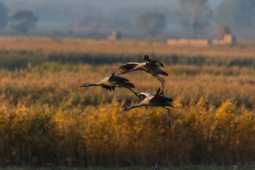 group of cranes