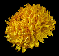 yellow flower chrysanthemum isolated on black background. For design. Clearer focus. Closeup. Nature.