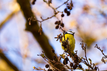 bird on branch