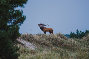 roaring stag