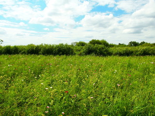 秋の河川敷風景