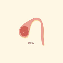 Bile Digestive System Organ Vector Illustration