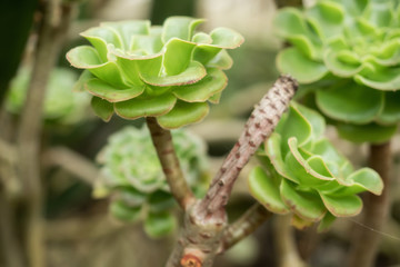 A close up plant with thick green leaves
