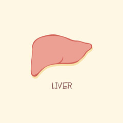 Heart Liver Digestive System Organ Vector Illustration