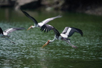 Bird flying 