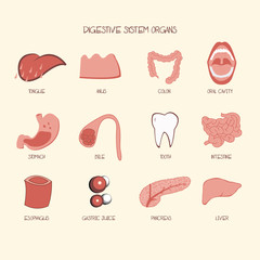 Digestive System Organ Vector Illustration