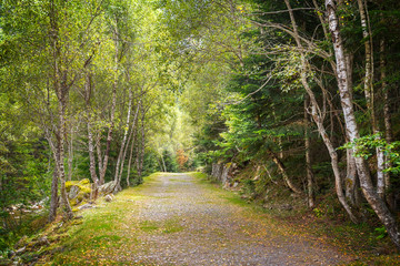 Fototapeta premium Bright light on Summer Forest in the Pyrenees