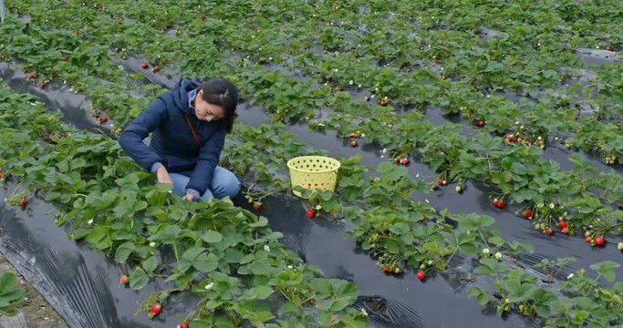Woman tourist visit strawberry farm