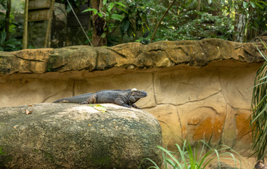 The Rhinoceros Iguana, Cyclura cornuta, resting on a rock.