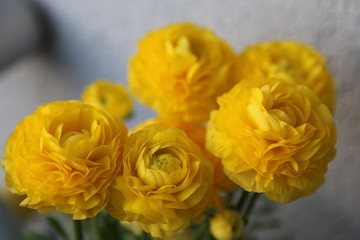fotografias de flores y plantas varias naturaleza 