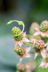 Closeup of unripe blackberry (Rubus) with young hedge bindweed tendril (Calystegia sepium)
