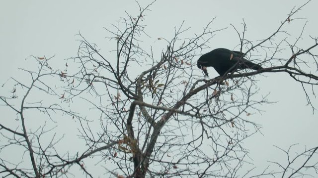 An old black crow sits on a tree branch in late autumn against a gray sky. The concept of birds