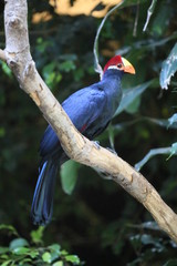 fotografias de aves varias 