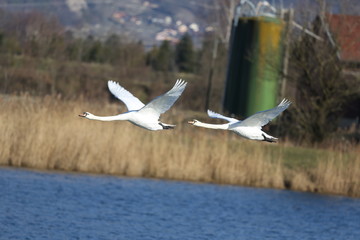 fotografias de aves varias 