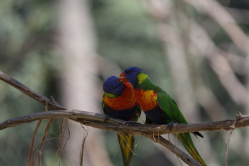 fotografias de aves varias 