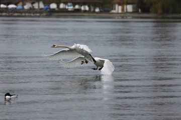fotografias de aves varias 