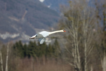 fotografias de aves varias 