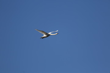 fotografias de aves varias 